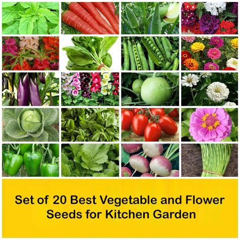 Buy Set of 20 Best Vegetable and Flower Seeds for Kitchen Garden online ...