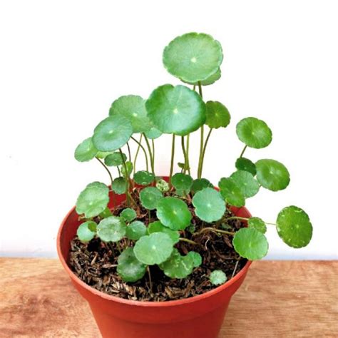 Buy Creative Farmer Water Pennywort (Hydrocotyle Ranunculoides) Plant ...