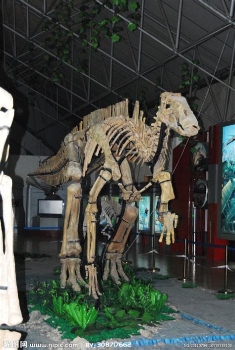 恐龙化石 - 互动百科