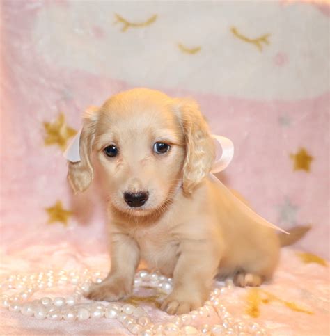 English Cream Dachshund