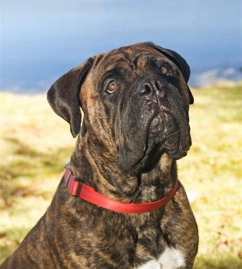 Bullmastiff Traits - Breeds 101 - Dog Hub Extended