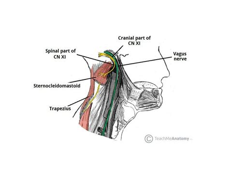 SOLUTION: Cranial nerve xi cn xii - Studypool