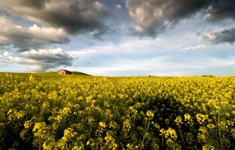 Wallpaper flowers, Italy, Italy, flowers, Lazio, Lazio, Montalto di ...