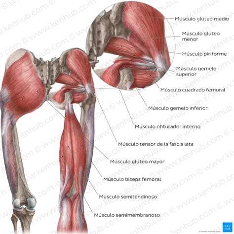 Muscle Jambe: Anatomía y Función de los Músculos de la Pierna