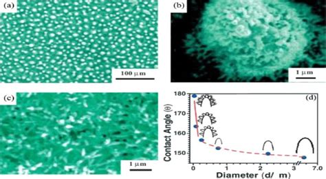 莲叶 的图像结果