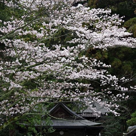 Murayama Shrine, Kameoka - Tripadvisor