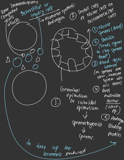 Image result for Isinamuva Human Reproduction Notes