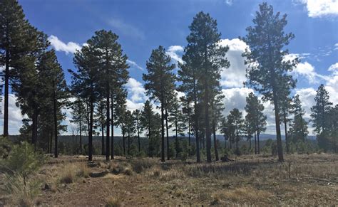 Flagstaff Extreme Big Pine Trail Runs | Aravaipa Running