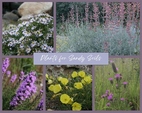 Nebraska plants for sandy soils