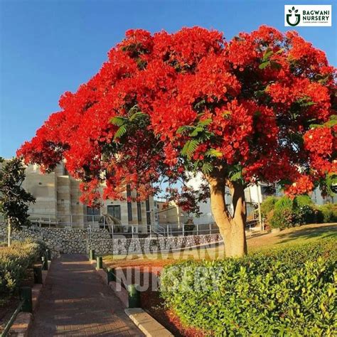 Buy Gulmohar Timber Tree Online | Delonix Regia | Bagwani Nursery | Wh