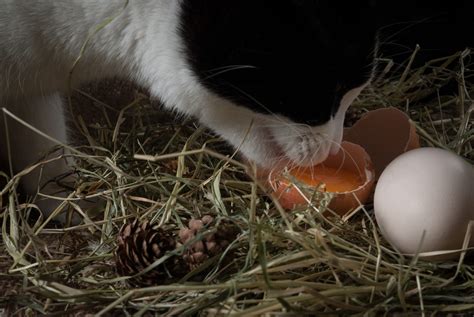 Can Cats Eat Eggs? A Comprehensive Guide - JollyPetsLife