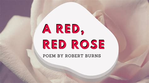 A Red, Red Rose | A poem by Robert Burns at UpDivine.com