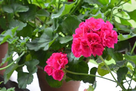 How to Store Geraniums in Winter? - Organize With Sandy