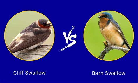 Swallow Etymology at Terry Summers blog