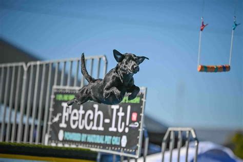 Image result for Dog Diving Platform