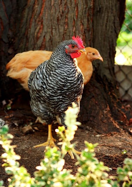 Spring Chickens 11 的图像结果