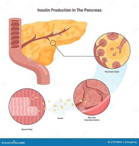 Insulin Production Mechanism. Pancreas B-cells Release Insulin Stock ...