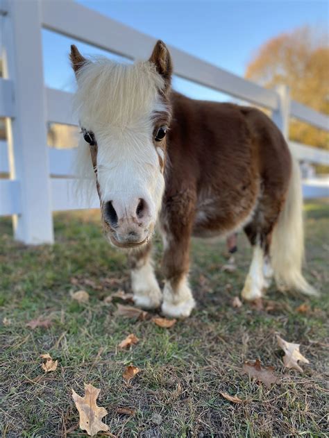 Pygmy Horse The Lowdown On Miniature Horses – Animals Underfoot