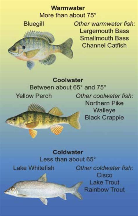 Yellow Perch Diagram