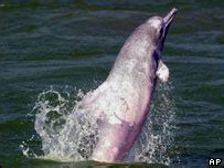 看您的一条白色海豚白海豚在深蓝色海 库存图片. 图片 包括有 图象, 夏威夷, 和平, 天空, 水生, 海运 - 31658099