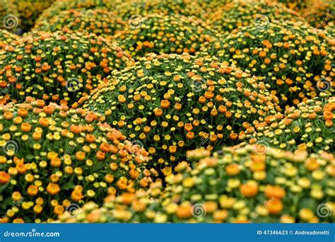 Beautiful Orange and Yellow Chrysanthemum Flowers Stock Image - Image ...