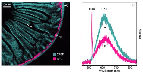 Image result for Mouse Intraperitoneal Space