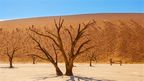 Wallpaper trees, desert, dry, landscape hd, picture, image