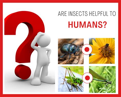 Image result for Insects Help Us How