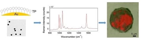 Functionalized Gold Nanoparticles as Biosensors for Monitoring Cellular ...