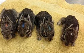 Image result for Baby Bunnies in Spring Time