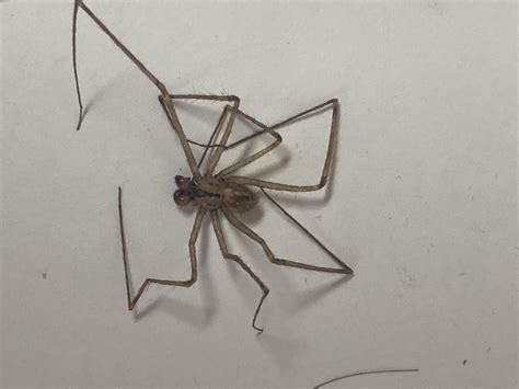 Southern House Spider and a wolf spider? : r/spiders