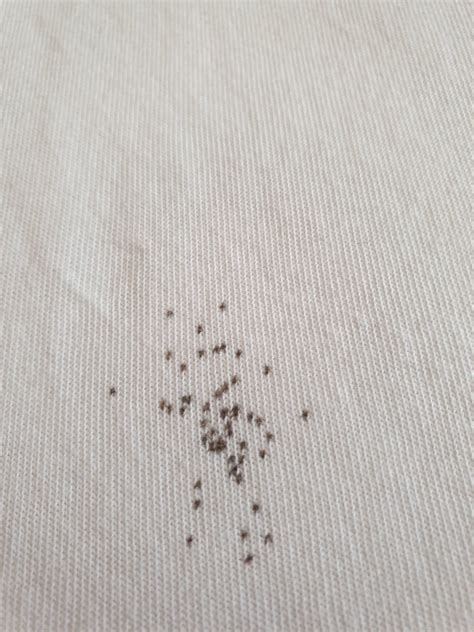 bed bug stains? : r/Bedbugs