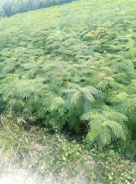 怎么种植合欢树？合欢树的种植方法-种植技术-中国花木网