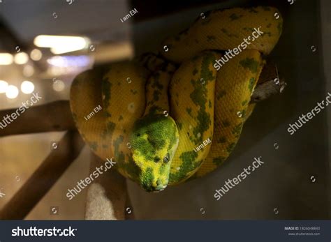 Reticulated Python 的图像结果