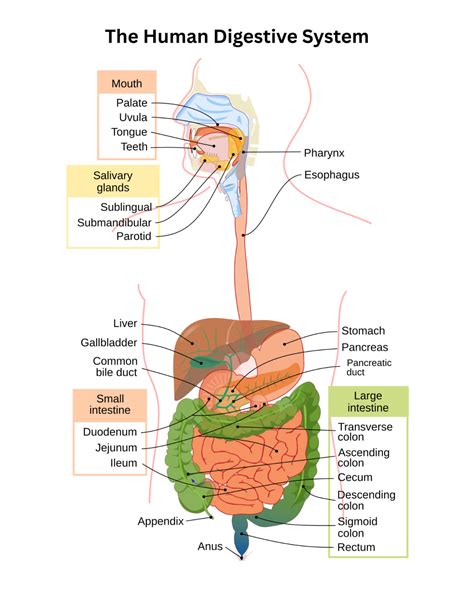 Image result for Science Digestive System
