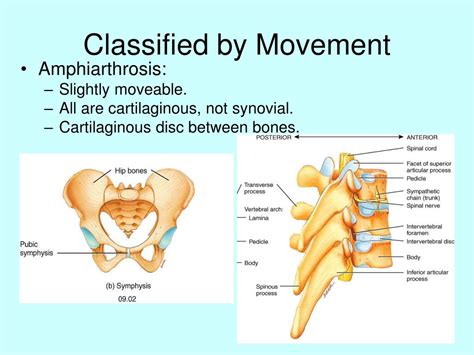 Image result for Skeletal Structural System