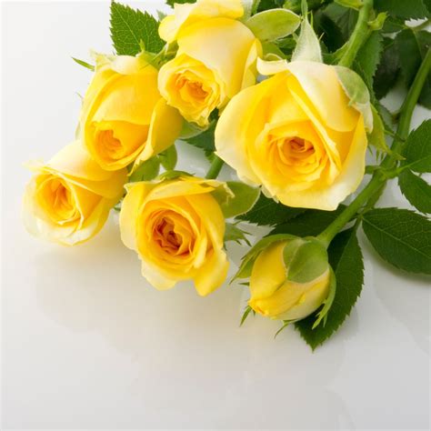 The Meaning of Yellow Roses - Nancy's Floral