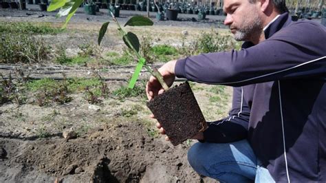 Image result for Planting Avocado Tree