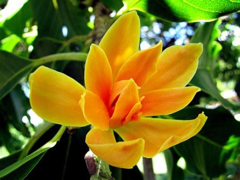 Seed Stores: Rare & Precious Magnolia/Michelia Champaca Chembakam Joy ...