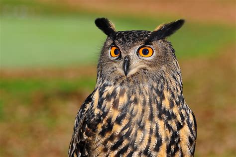 Eurasian Eagle Owl - Bubo bubo image - Free stock photo - Public Domain ...