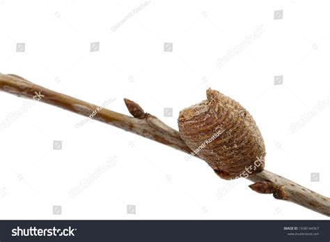 Praying mantis cocoon : 225 images, photos et images vectorielles de stock | Shutterstock