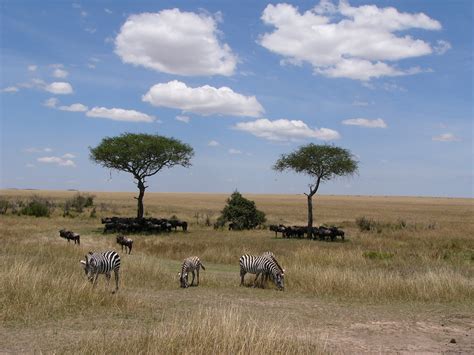 Images Gratuites : région sauvage, champ, prairie, aventure, faune, troupeau, pâturage, Afrique ...
