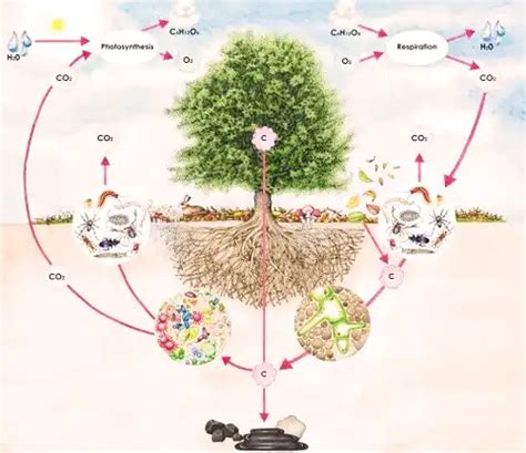 Beech Tree Propagation Methods 的图像结果