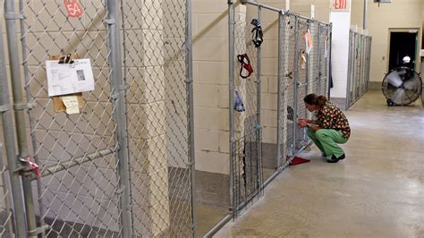 Inside First State Animal Center and SPCA