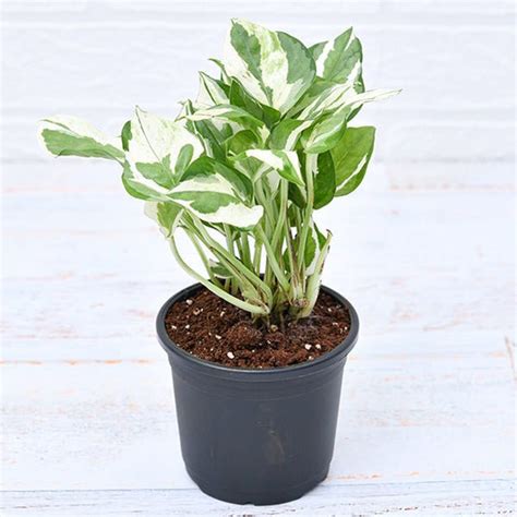 Buy Vines online from Nurserylive at lowest price.
