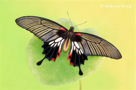 Great Mormon 070909 | Beautiful butterfly photography, Beautiful ...