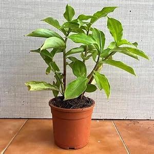 Insulin Live Plant Original |Live Medicinal |Costus Igneus |Ayurvedic ...