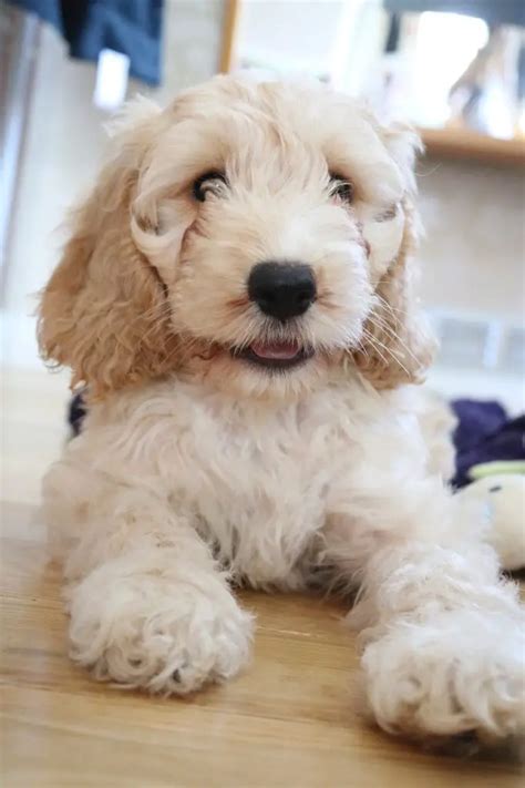 Goldendoodle vs Cockapoo - A Detailed Comparison Of Both Dog Breeds