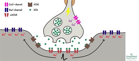 Action Potential Simple Steps 的图像结果