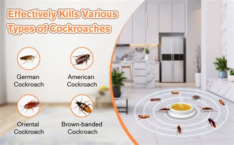 Cockroach Infestation Solutions 的图像结果